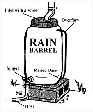 Rain Barrel