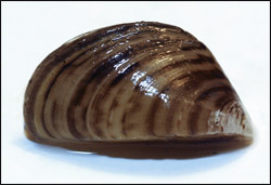 Zebra Mussel