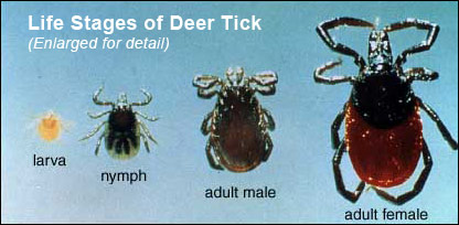 deer tick