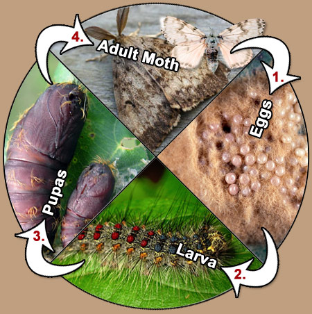 gypsy moth cycle lifecycle