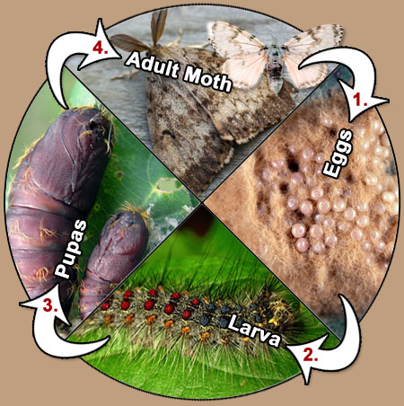 Gypsy Moth Life Cycle