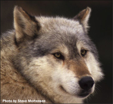 alaskan timber wolf